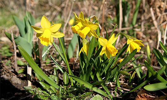 Minipåskeliljer blomstrer tidligt