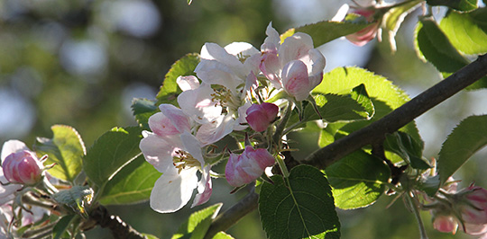 æbleblomster