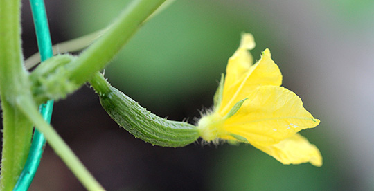 agurk blomst