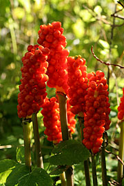 arum