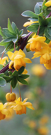 Berberis_actinacantha Hybrid