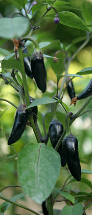 Chili Black Hungarian