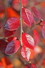 Røde blade i november