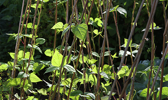 bønneplanter