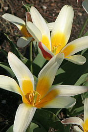 botanisk tulipan