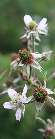 brombær i blomst