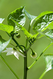 De tidlige blomster på chili