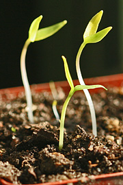 Chili kimplanter