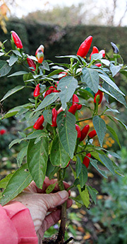 Chili i november