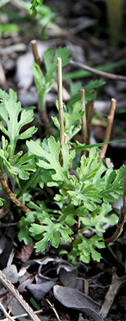 chrysantemum