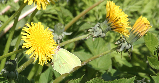 Citronsommerfugl mælkebøtte