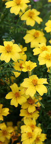 citrontagetes