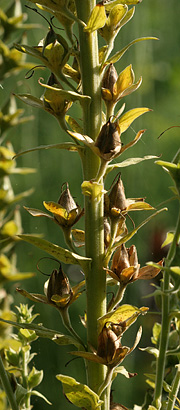 Digitalis i frø