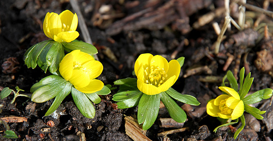 Erantid i blomst