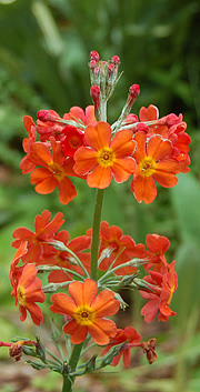 Etageprimula