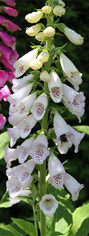 Digitalis