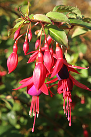 hækfuchsia