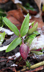 Helleborus orientalis