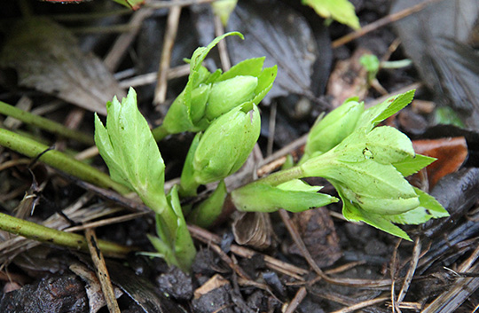 Helleborus orientalis