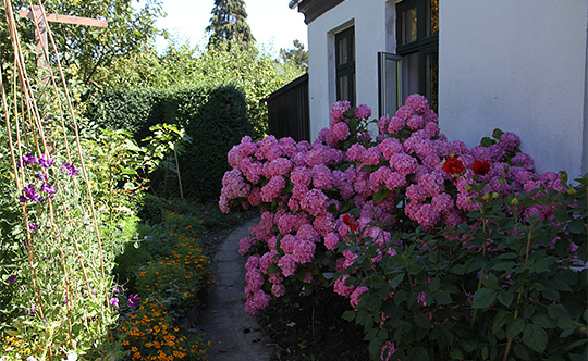 Hortensia