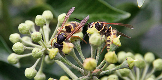 Gedehamse i vedbendblomster