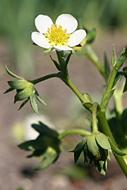 Jordbærblomster