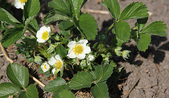 Jordbærblomst