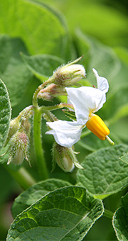 kartoffel blomst Bellinda