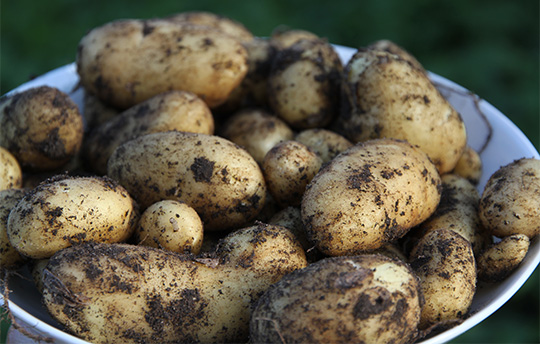 nye kartofler anabelle – 825 g i en Potatopot