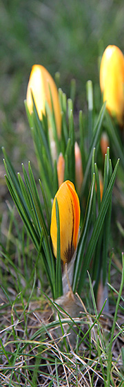 Krokus i februar