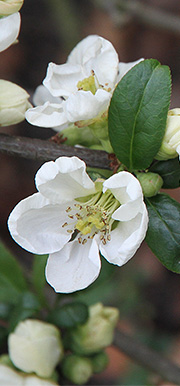 hvid kvædeblomst