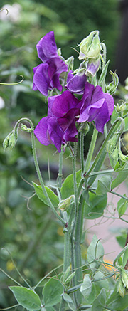 lathyrus