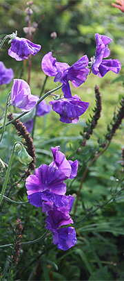 lathyrus