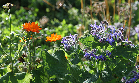 Blomster i november