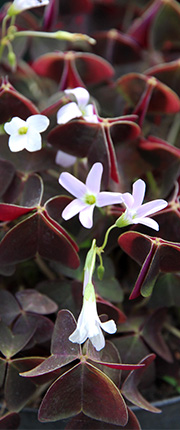 Oxalis