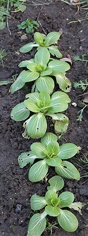 Pak Choi overvintret