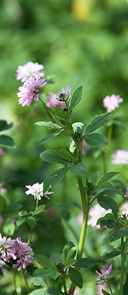 Perserkløver i blomst