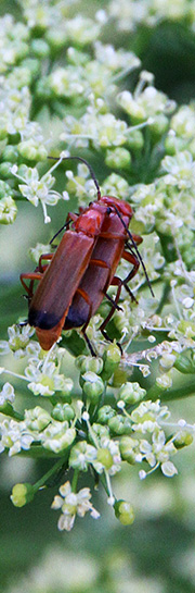 persilleblomster insekter.