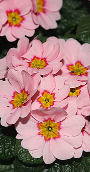 Primula købe