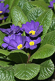 Primula købe