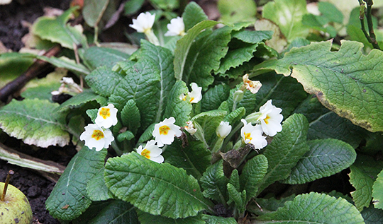 primula