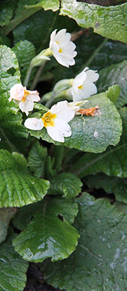 Primula i november