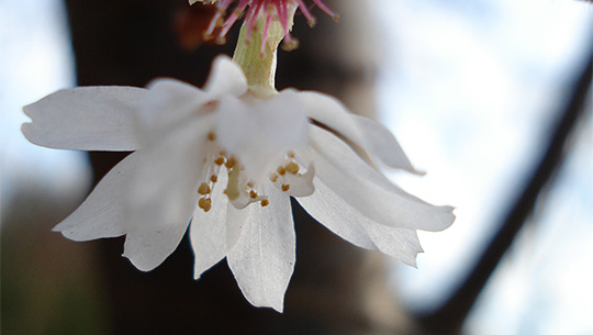 Prunus subhirtella Autumnalis