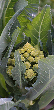 Romanesco