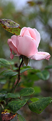 Rose i oktober