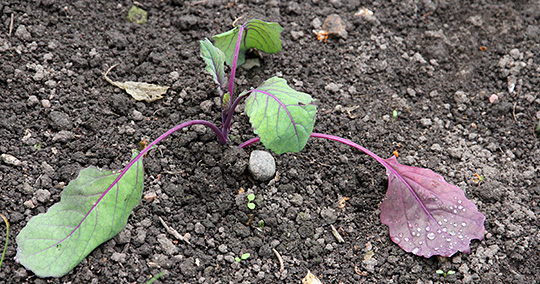 Rosenkål plantes ud