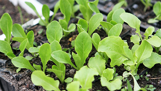 salatplanter