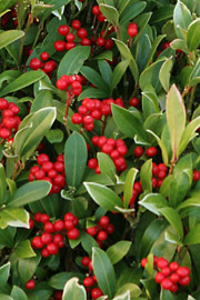 Skimmia japonica