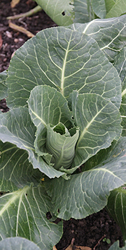 Spring kale