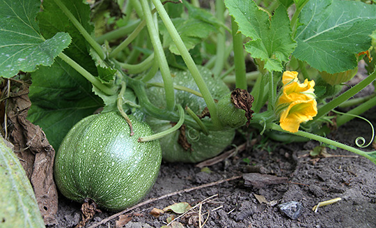 Squash